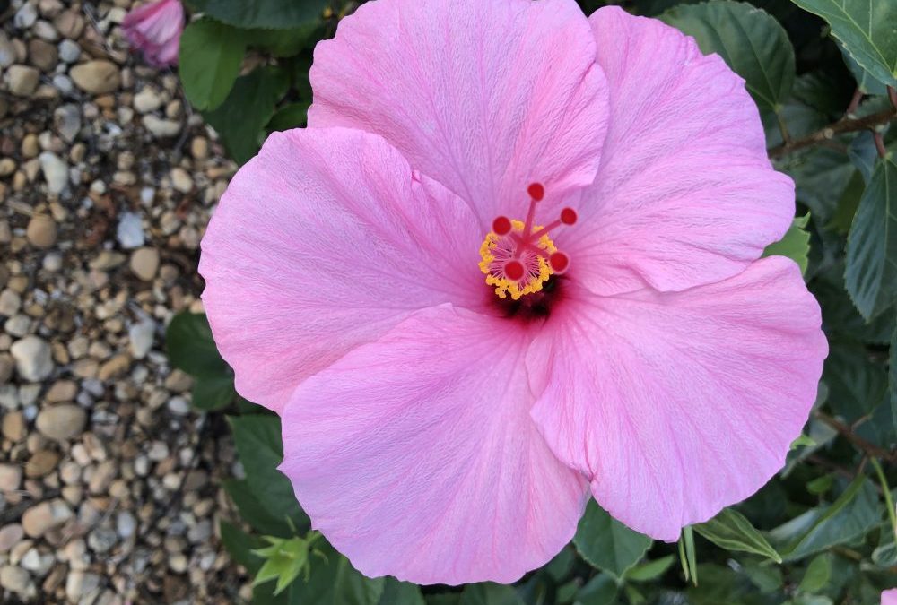 Time to Bloom