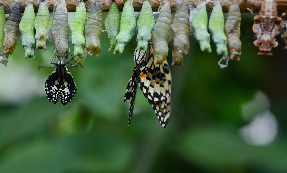 The Challenge and Opportunity of Change