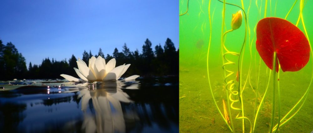The Way of the Water Lily
