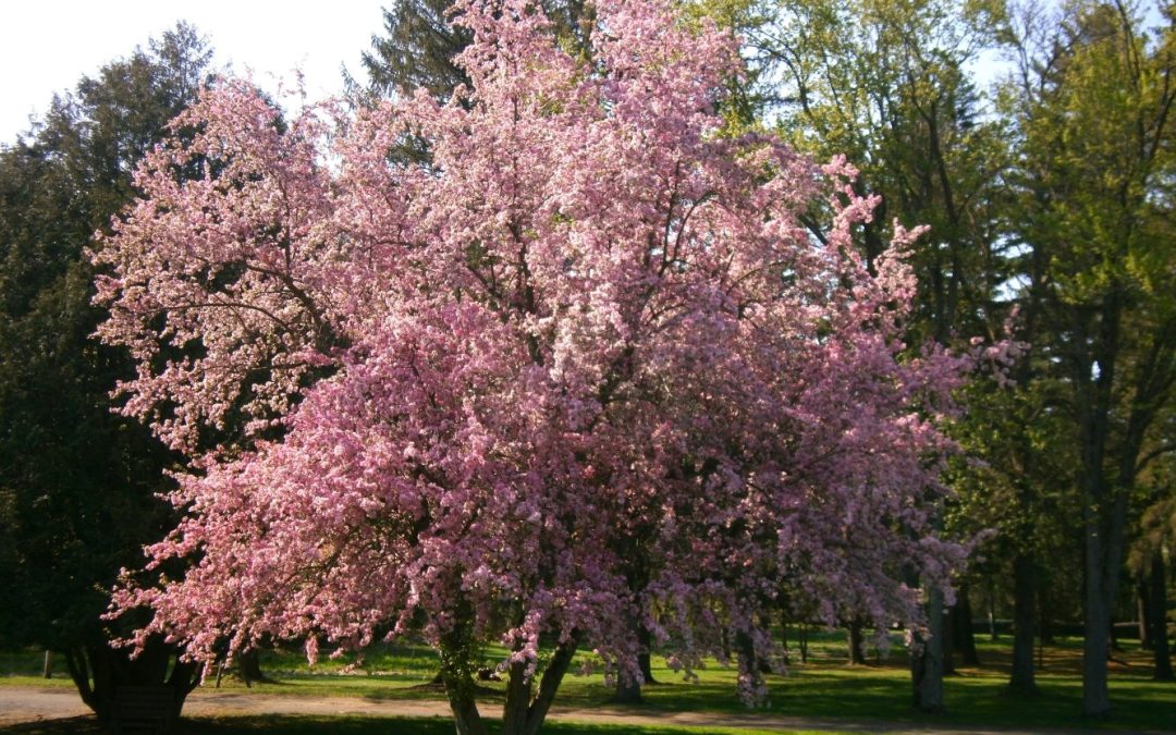 It’s Bloomin’ Beautiful!