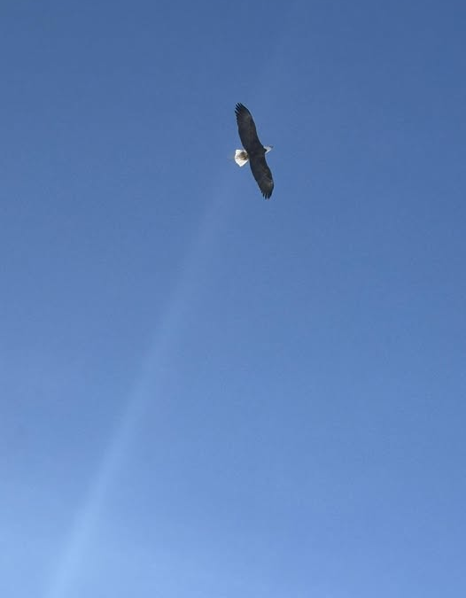 Avian Wonders & Feathered Assurances